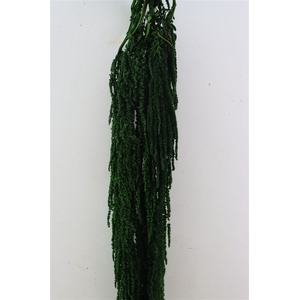 Pres Amaranthus Caud D Green Bunch