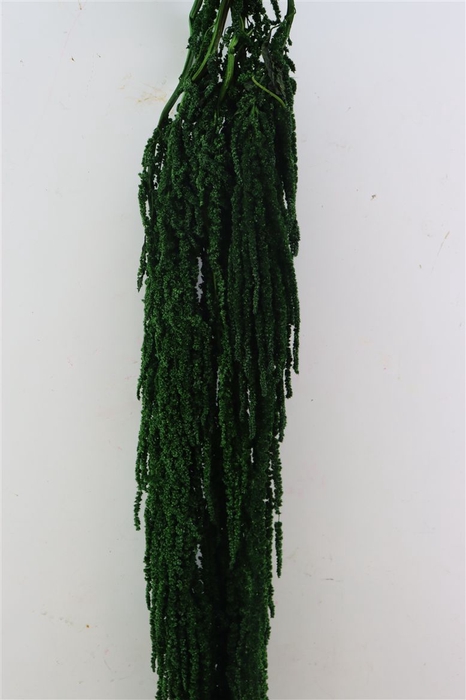 <h4>Pres Amaranthus Caud D Green Bunch</h4>