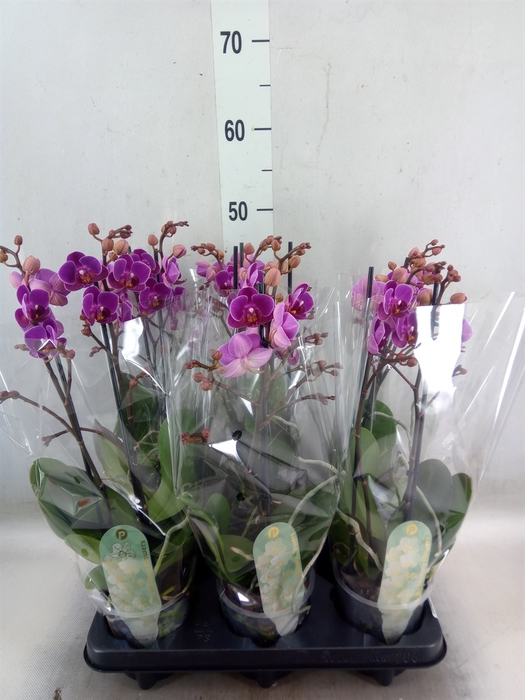 <h4>Phalaenopsis multi. 'Ant Merida'</h4>