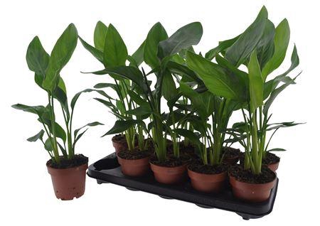 <h4>Strelitzia Reginae</h4>