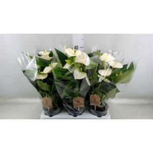 Anthurium andr. 'Cocos'