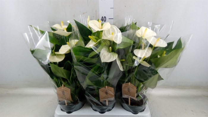 <h4>Anthurium andr. 'Cocos'</h4>