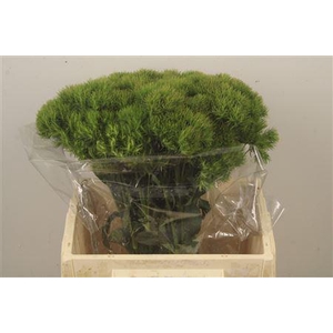 Di Barb Kiwi Mellow X10