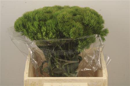 <h4>Di Barb Kiwi Mellow X10</h4>