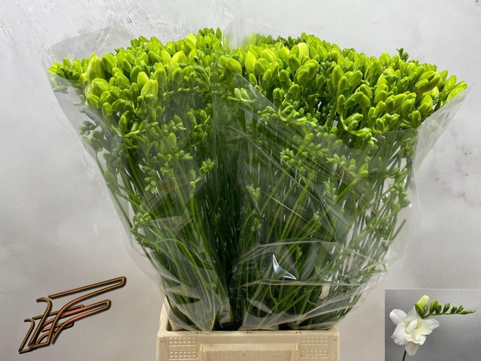 <h4>Freesia du Volante</h4>