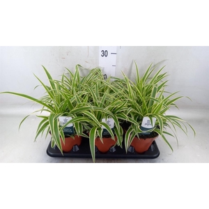 Chlorophytum com. 'Vittatum'