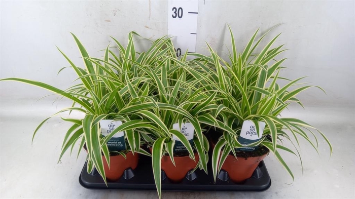 <h4>Chlorophytum com. 'Vittatum'</h4>