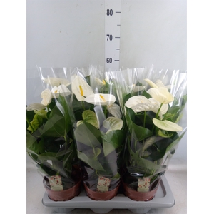 Anthurium andr. 'Alpine'