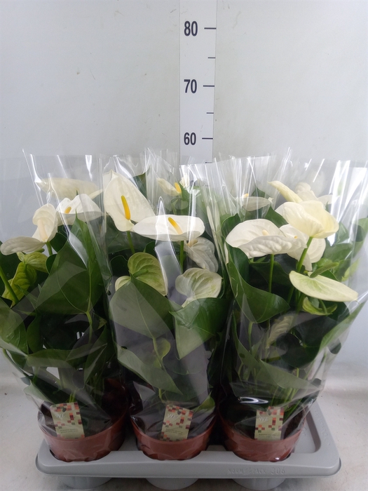 <h4>Anthurium andr. 'Alpine'</h4>