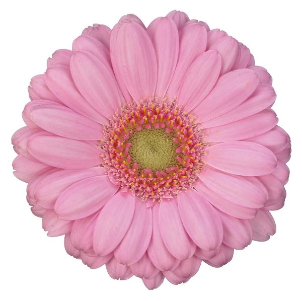 <h4>GE MI LOVEME</h4>