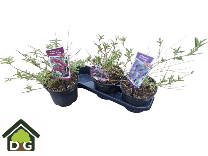 <h4>BUDD DAVIDII OV</h4>