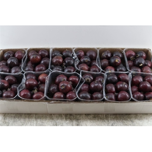 Sier Granaatappel Black X12 P Box
