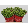 Hypericum Lucky Romance