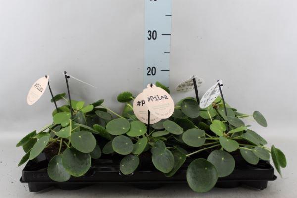 <h4>Pilea peperomioides</h4>