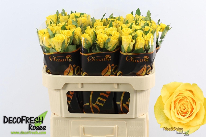 <h4>R Gr Rise & Shine</h4>