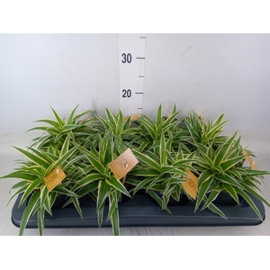 Chlorophytum com. 'Ocean'