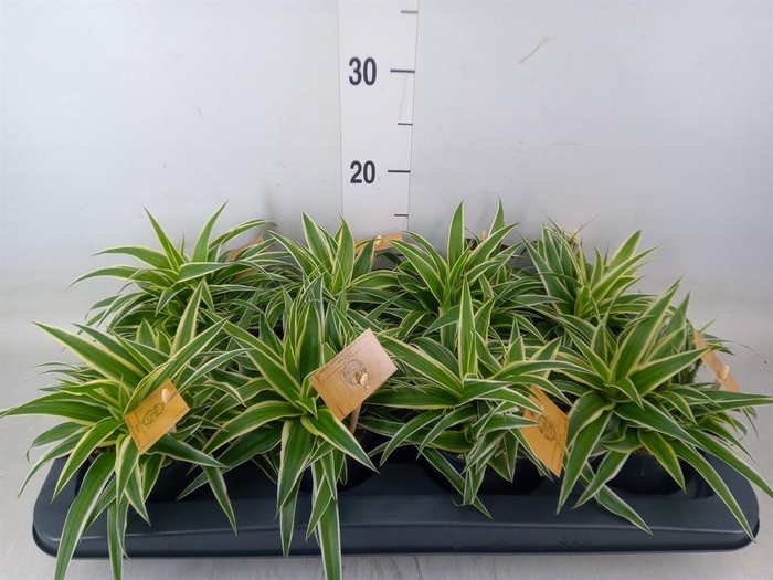 <h4>Chlorophytum com. 'Ocean'</h4>