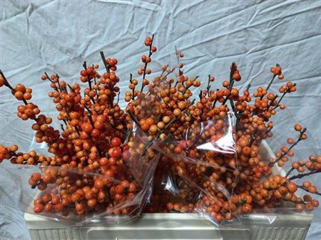 <h4>Ilex Ve Winter Gold Extra</h4>