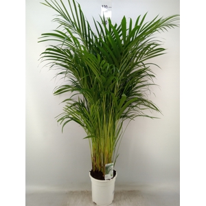 Dypsis lutescens   ...Chrysalidoca