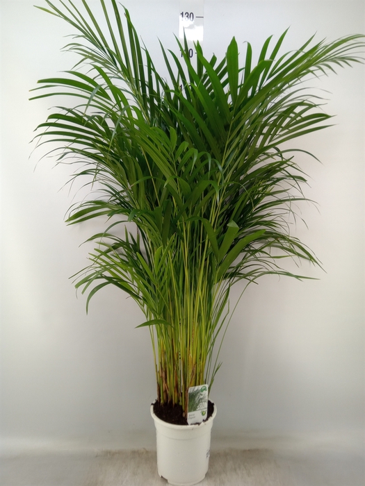 <h4>Dypsis lutescens   ...Chrysalidoca</h4>