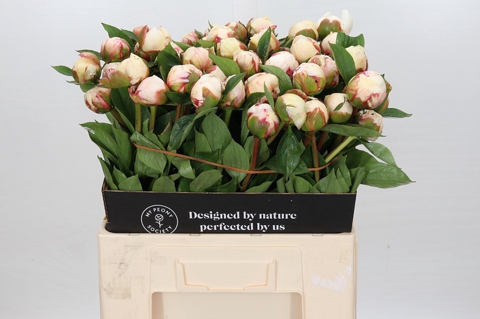 <h4>Paeonia Snow Mountain</h4>