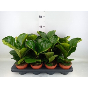 Ficus lyrata 'Bambino'