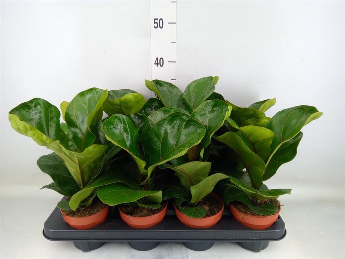 <h4>Ficus lyrata 'Bambino'</h4>