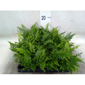 Polystichum polyblepharum