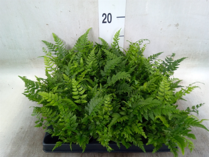 <h4>Polystichum polyblepharum</h4>