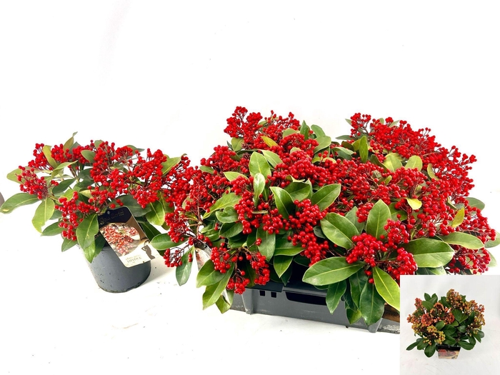 <h4>SKIM J LIPSTICK</h4>