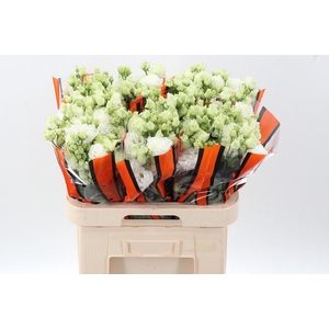 Eus G Celebrich Whit