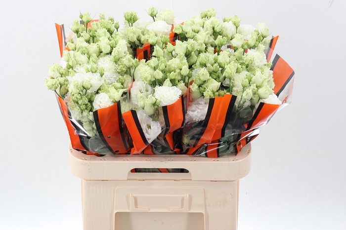 <h4>Eus G Celebrich Whit</h4>