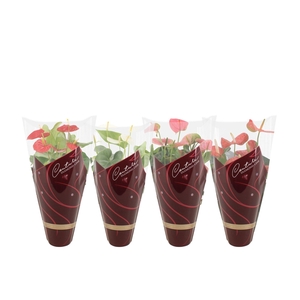 Anthurium 14 cm 4 color mix - Diamond Hoes
