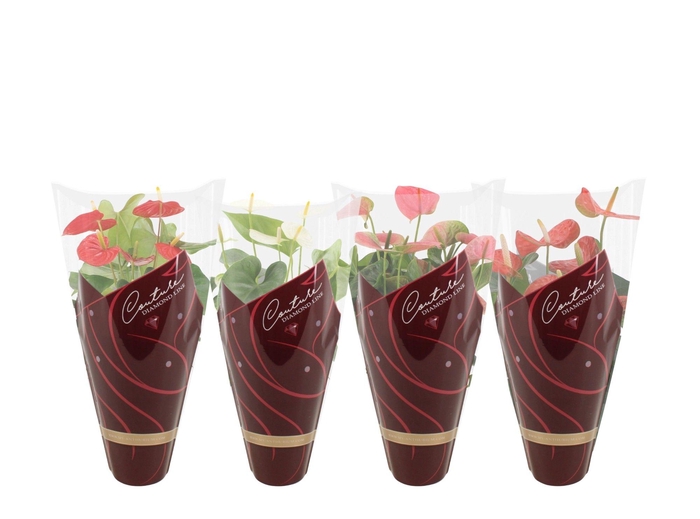 Anthurium 14 cm 4 color mix - Diamond Hoes