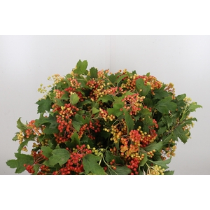 Viburnum Opulus