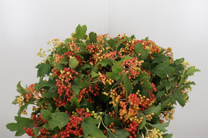 <h4>Viburnum Opulus</h4>