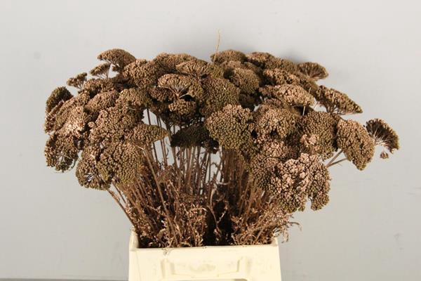 Df Achillea Paint Bs Copper