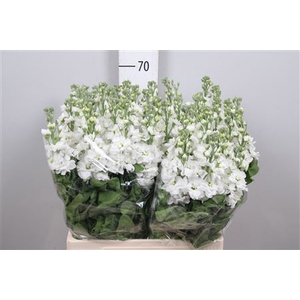 Matth Aida White