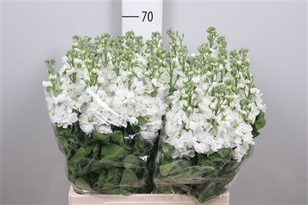 <h4>Matth Aida White</h4>