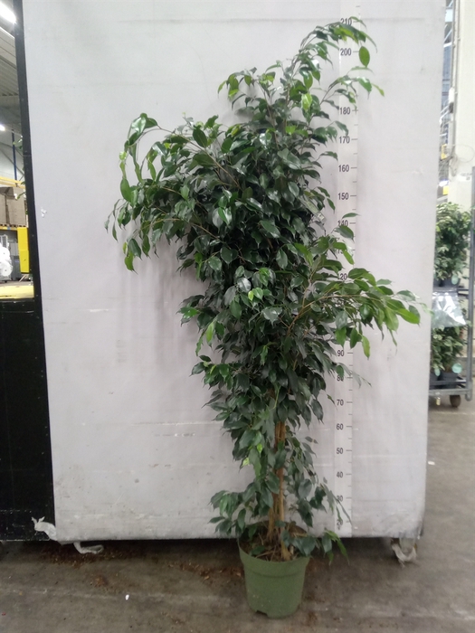 <h4>Ficus benja. 'Danielle'</h4>