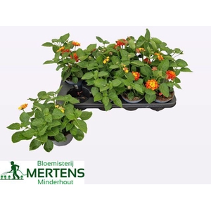 Lantana Cam Ov