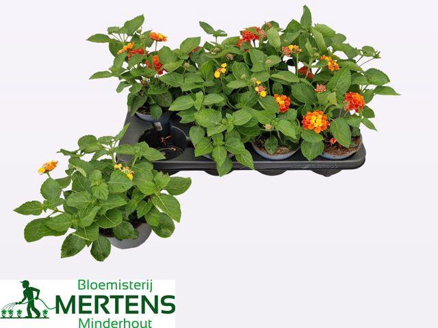 <h4>Lantana Cam Ov</h4>