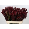 Leucadendron Saf Sunset Dark R.Spray