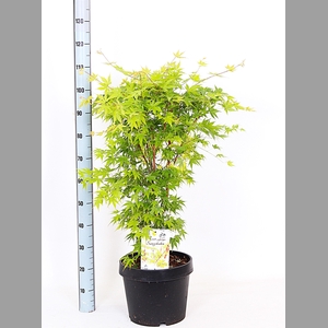 ACER PA SANGOKAKU