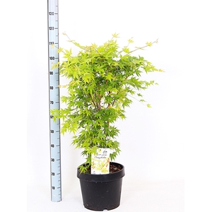 ACER PA SANGOKAKU