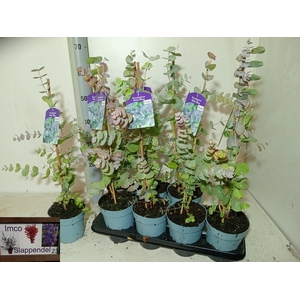 EUCALYPTUS