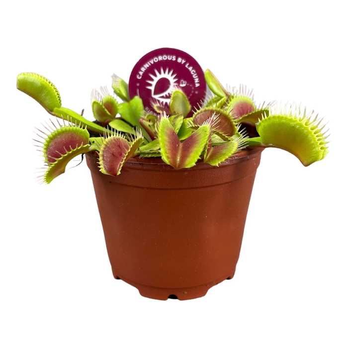 <h4>DIONAEA MUSCIPULA</h4>