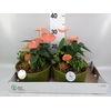 Arr.  Anthurium H%