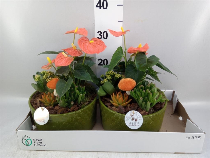 Arr.  Anthurium H%