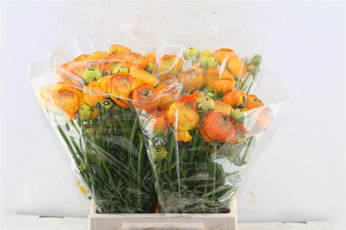 <h4>Ran Aazur Orange</h4>